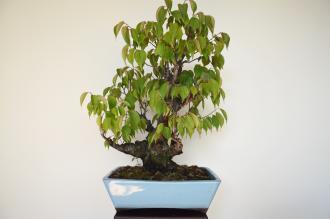 Prunus mume rosa