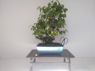 Prunus mume