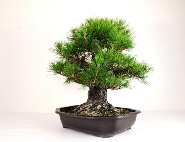 Bonsai Pinus thunbergii