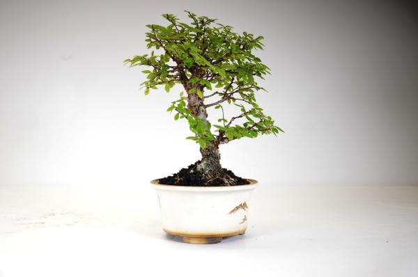 Bonsai Ulmus parvifolia sagei