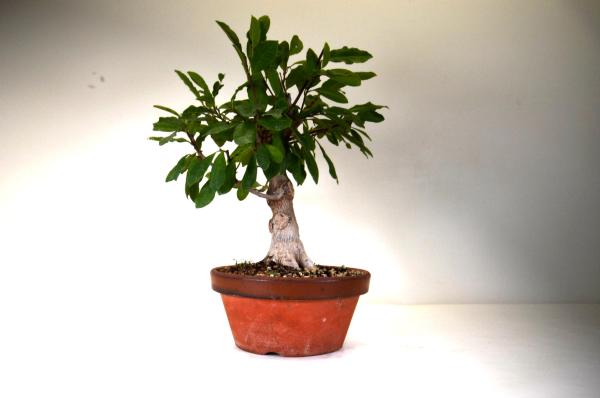 Bonsai Magnolia stellata