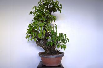 Prunus mume bianco