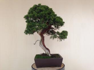 Juniperus Itoigawa