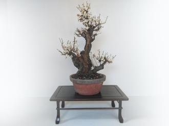 Prunus mume bianco