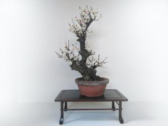 Prunus mume bianco