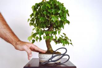 Acer buergerianum