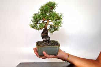 Pinus pentaphylla