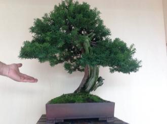 Taxus cuspidata