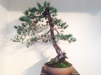 Pinus silvestris