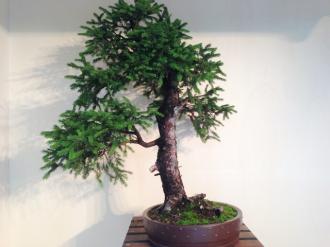 Picea Abies
