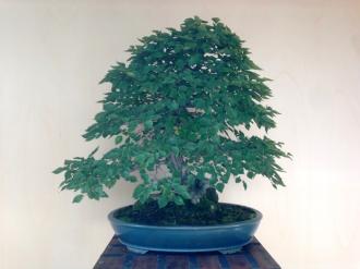 Carpinus coreana