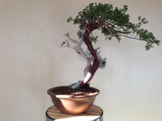 Juniperus Sabina Rastrera