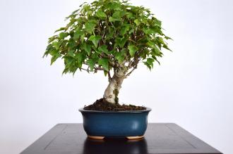 Acer buergerianum