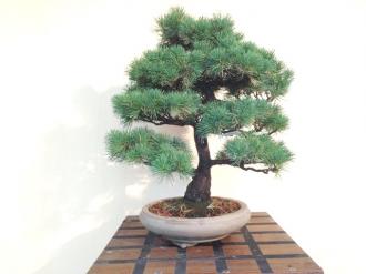 Pinus pentaphylla