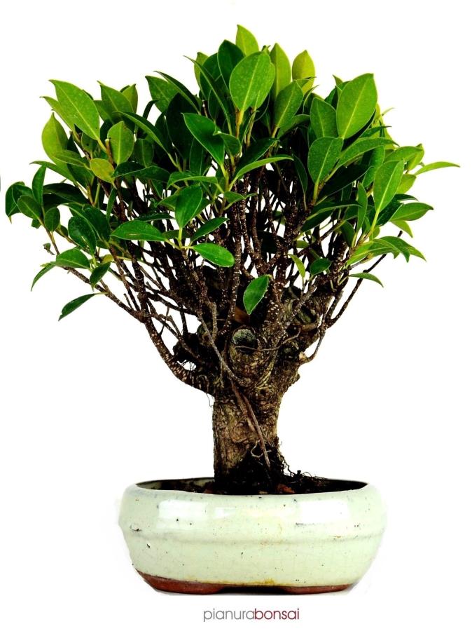 Bonsai Ficus retusa vaso 20cm ball