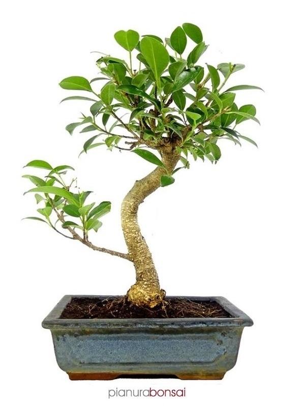 Bonsai Ficus retusa vaso 20cm esse