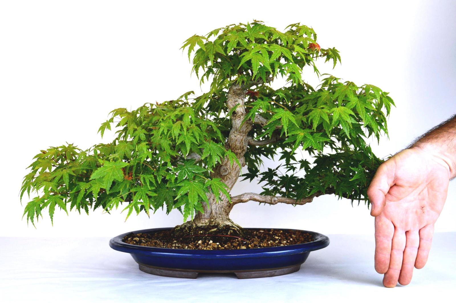 Acero palmato bonsai - Acer palmatum 