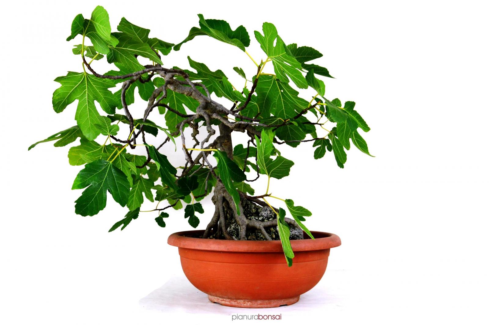 Bonsai Ficus carica (fico)