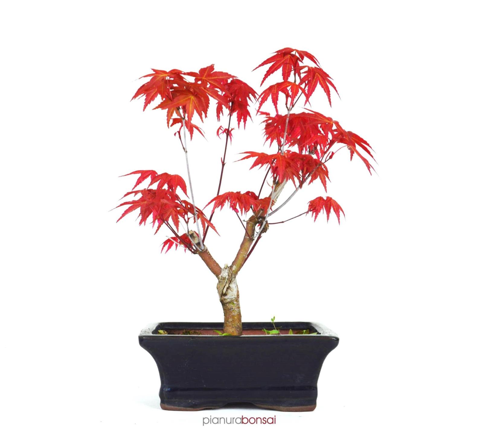 Bonsai Acer palmatum rosso
