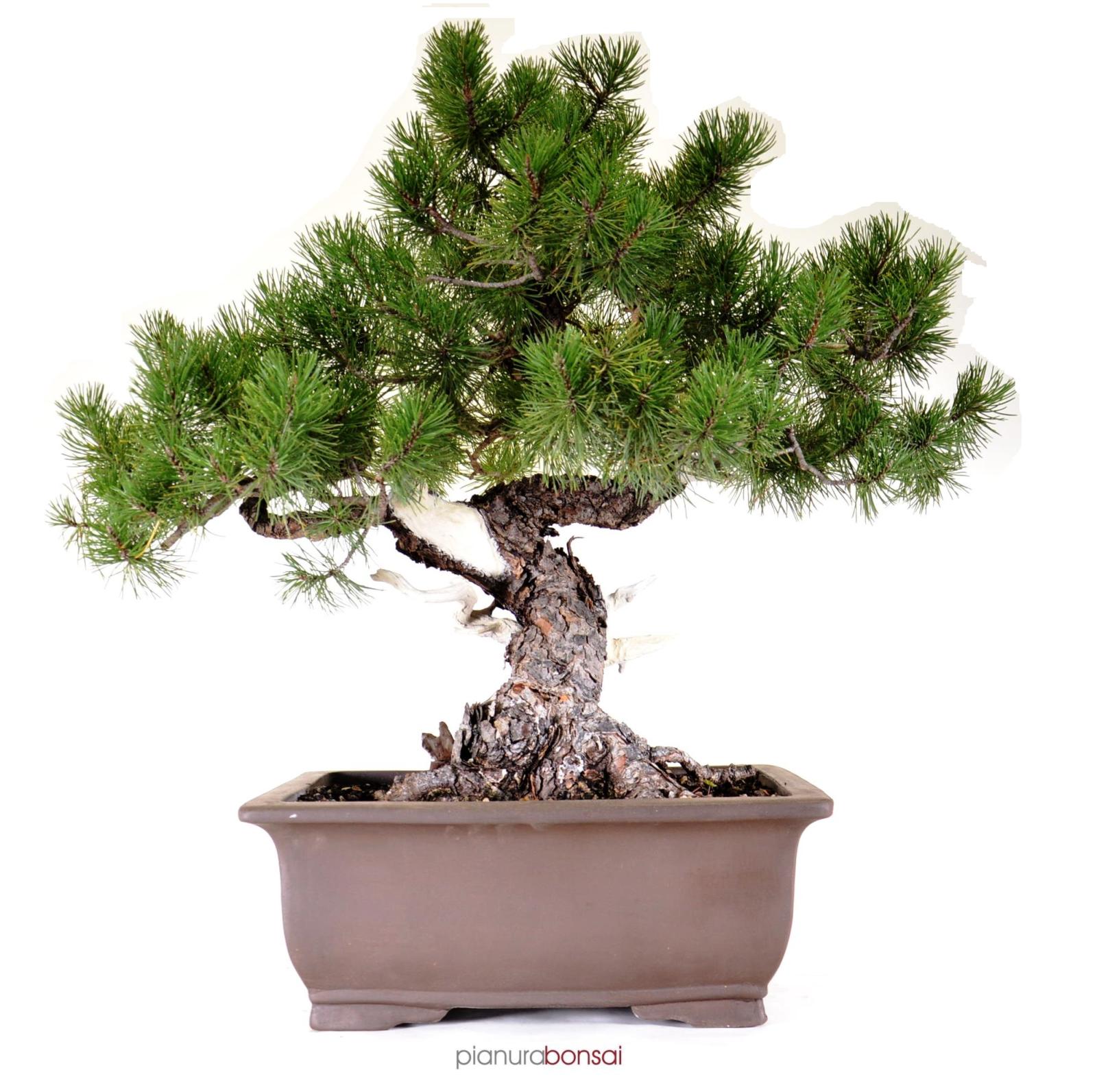 Bonsai Pinus mugo