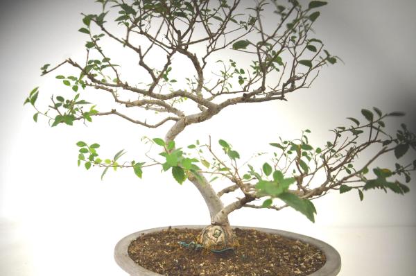 Bonsai Ulmus (Olmo)