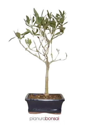 Bonsai Olea europaea Ulivo