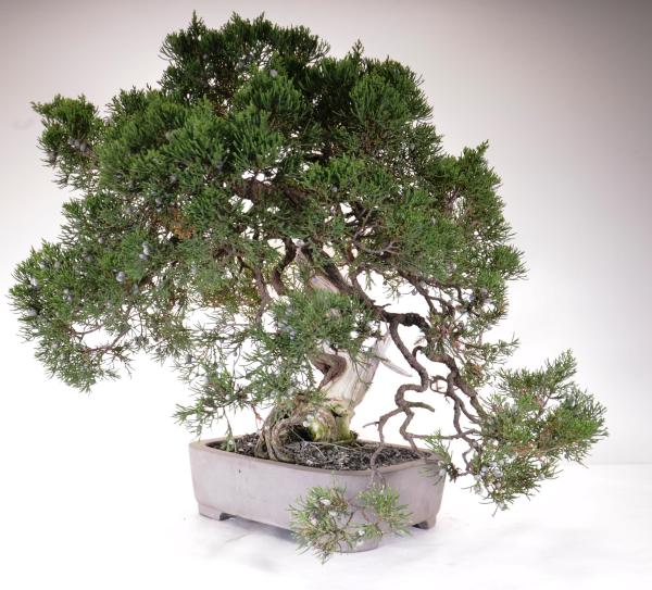 Bonsai Juniperus Taiwan