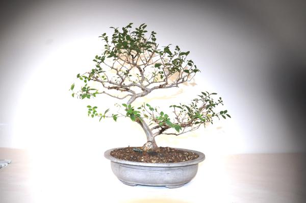 Bonsai Ulmus (Olmo)