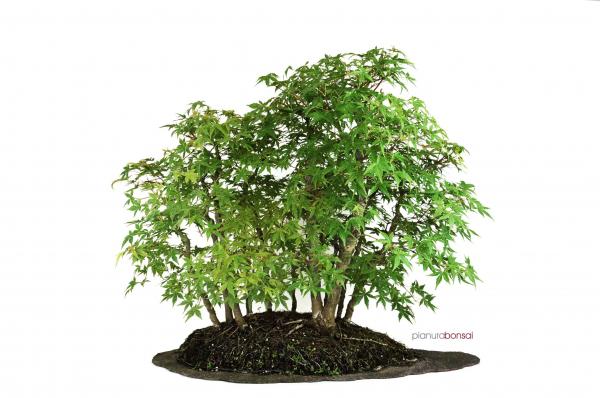 Bonsai Acer palmatum