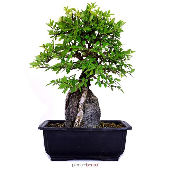 Bonsai Ulmus parviflora segei