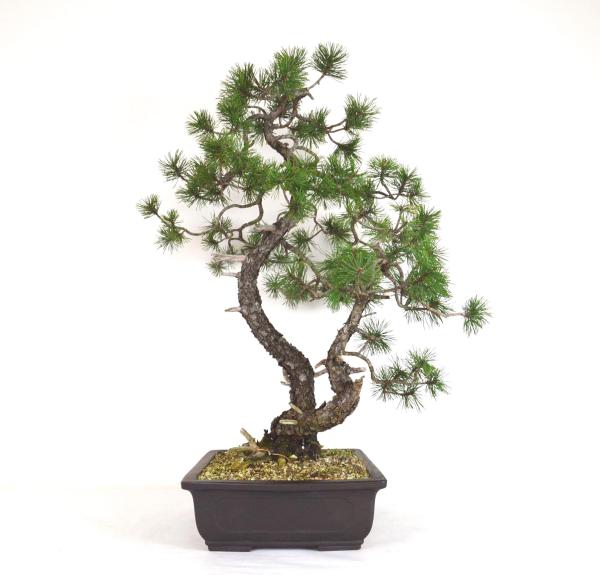 Bonsai Pinus sylvestris