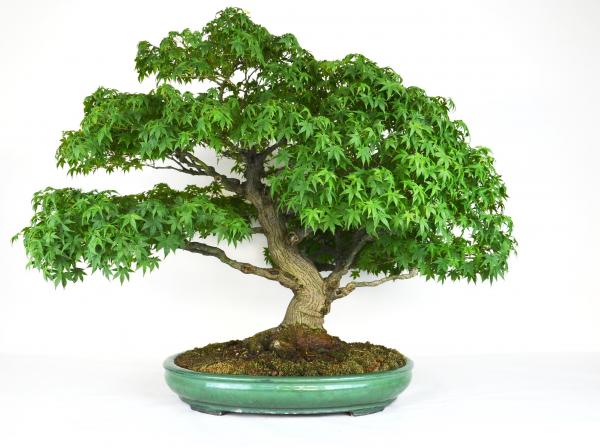 Bonsai Acer palmatum