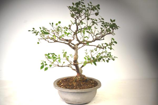 Bonsai Ulmus (Olmo)