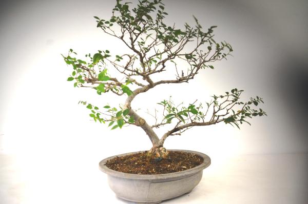 Bonsai Ulmus (Olmo)