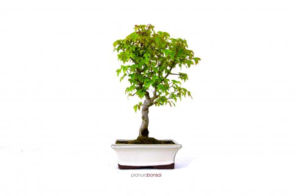 Bonsai Acer buergerianum