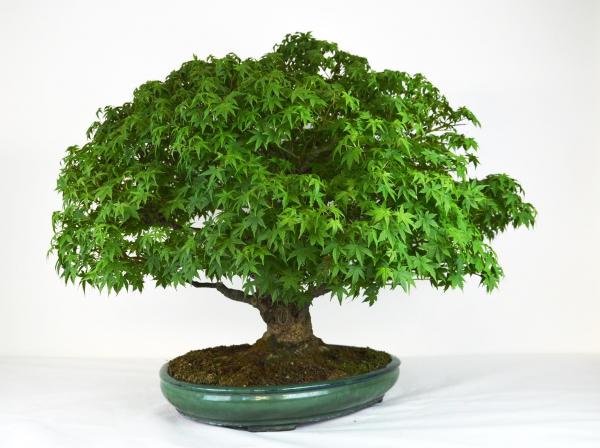 Bonsai Acer palmatum