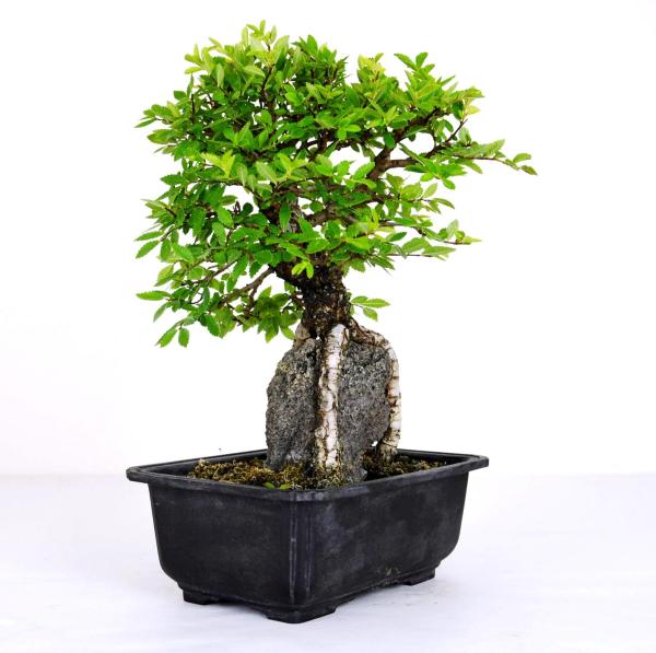 Bonsai Ulmus parviflora segei