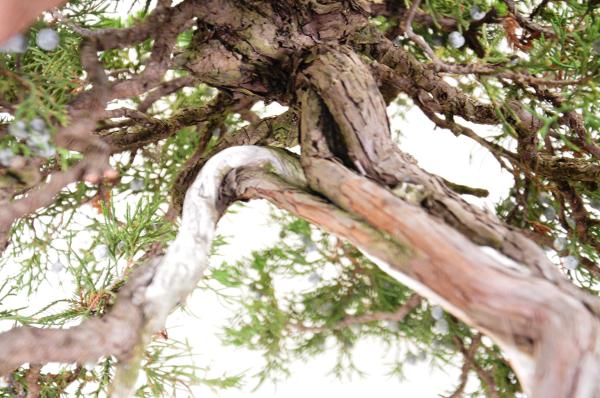 Bonsai Juniperus Taiwan