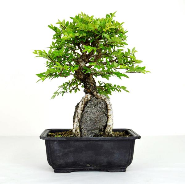 Bonsai Ulmus parviflora segei