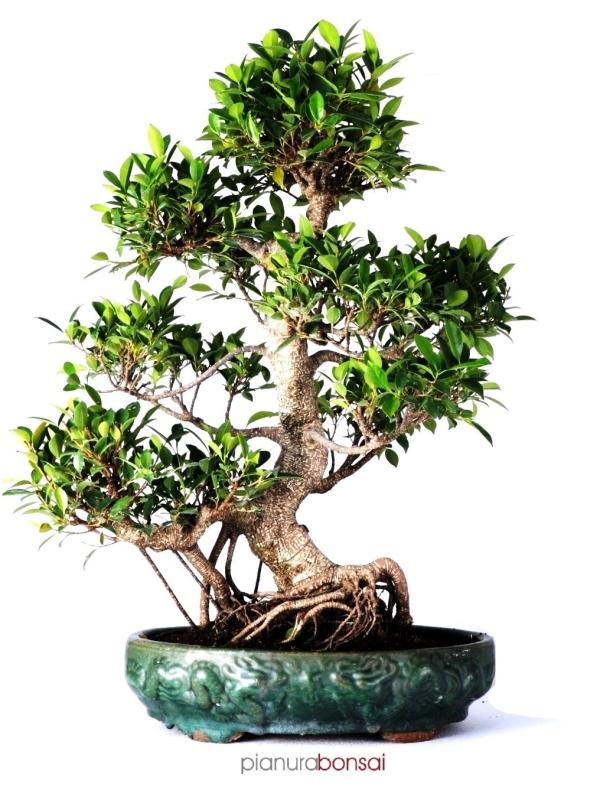 Bonsai Ficus retusa vaso 60cm esse