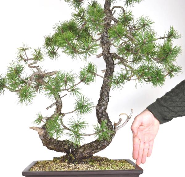 Bonsai Pinus sylvestris