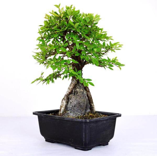Bonsai Ulmus parviflora segei