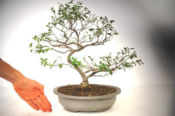 Bonsai Ulmus (Olmo)