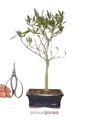 Bonsai Olea europaea Ulivo