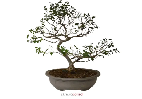 Bonsai Ulmus (Olmo)