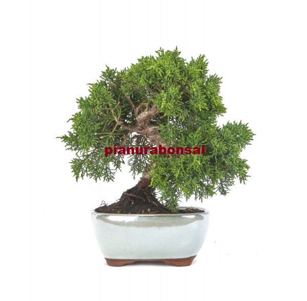Bonsai 10 anni Juniperus chinensis kyushu