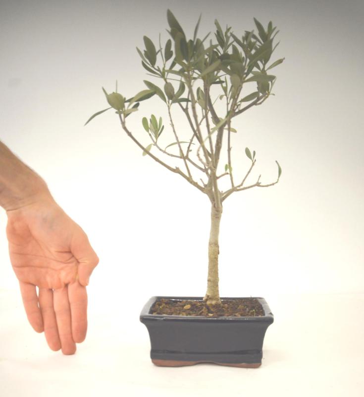 Bonsai Olea europaea Ulivo