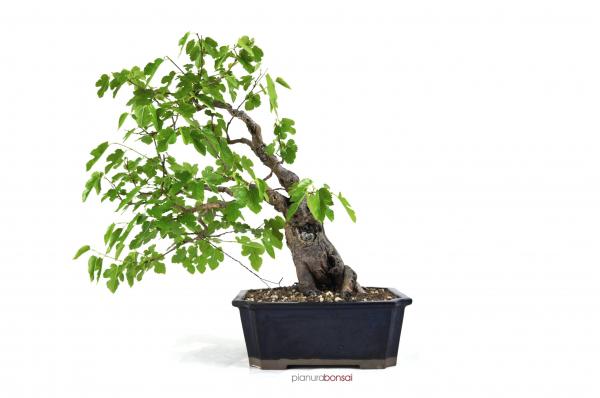Bonsai Morus Gelso