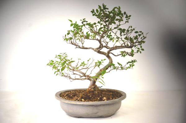 Bonsai Ulmus (Olmo)