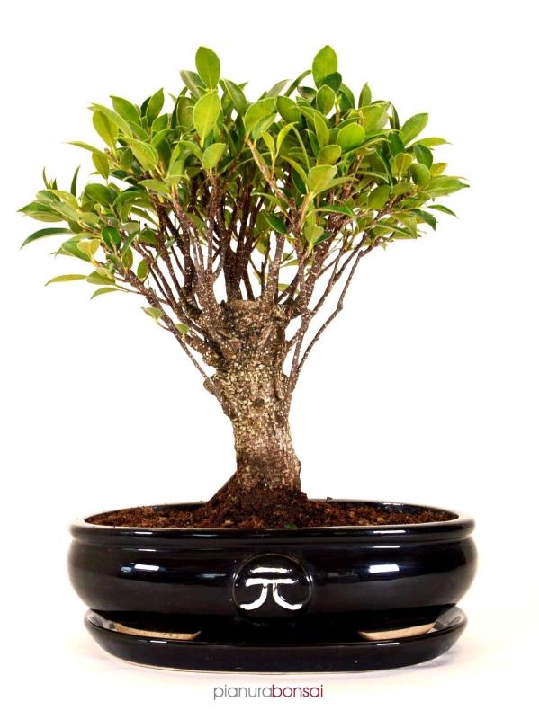 Bonsai Ficus retusa vaso 23,5cm ball con sottovaso